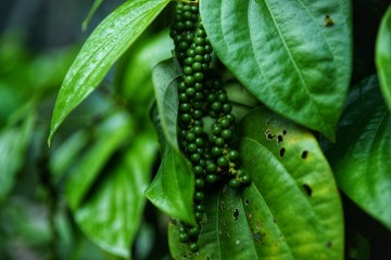pepper kerala