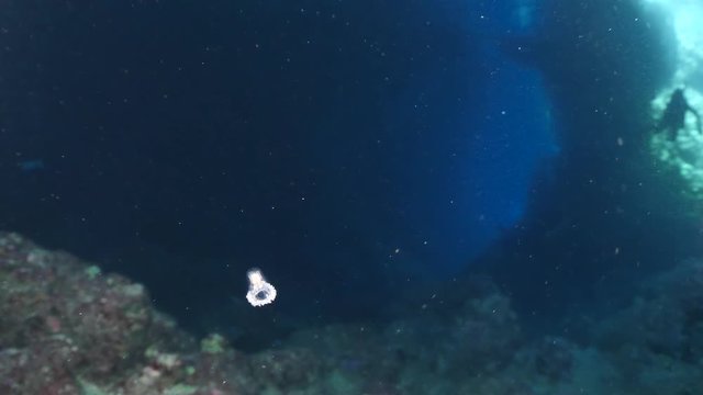 Turritopsis nutricula Turritopsis dohrnii Oceania O. armata immortal underwater closing jellyfish ocean scenery