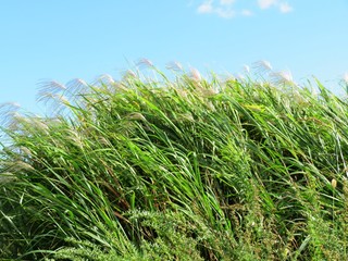 日本の田舎の風景　10月　ススキと青空　強い風