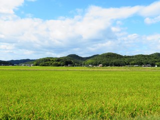 Obraz premium 日本の田舎の風景 10月 稲の実り 穂明かりと山と青空