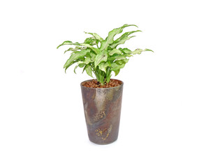 Fototapeta na wymiar Arrowhead plant in green ceramic pot Isolated on white background. Commonly cultivated as a houseplant. Common names include: arrowhead vine, arrowhead philodendron, goosefoot, African evergreen.