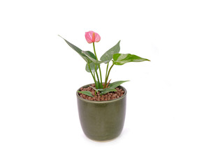 Anthurium flower in pot isolated on white background. Anthurium is a flowering plants. General common names include anthurium, tailflower, flamingo flower, and laceleaf. Gardening hobby at home