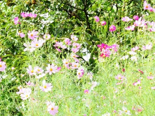 日本の田舎の風景　10月　野の花　畑のコスモス