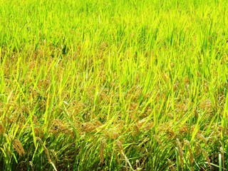 日本の田舎の風景　10月　稲の実り　穂明かり