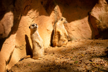 View of a pair of  Meerkat (Suricata suricatta)
