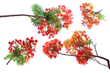 royal poinciana flower , red flower isolated on white background.
