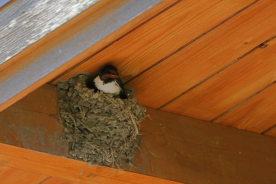 Ferkelnest Bilder Durchsuchen 327 Archivfotos, und