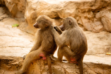 View of Hamadryas Baboons