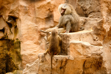 View of Hamadryas Baboons