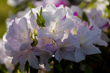 名もなき公園に咲き誇るツツジたち