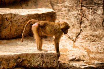 View of Hamadryas Baboons