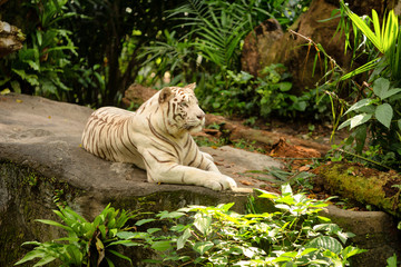 View of single white Bengal Tiger