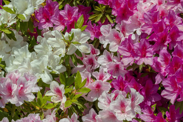 名もなき公園に咲き誇るツツジたち