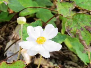 日本の田舎の風景　10月　花　シュウメイギク