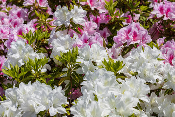 名もなき公園に咲き誇るツツジたち