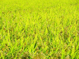 日本の田舎の風景　10月　稲の実り　穂明かり