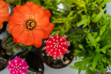 Cactus flower in orange color
