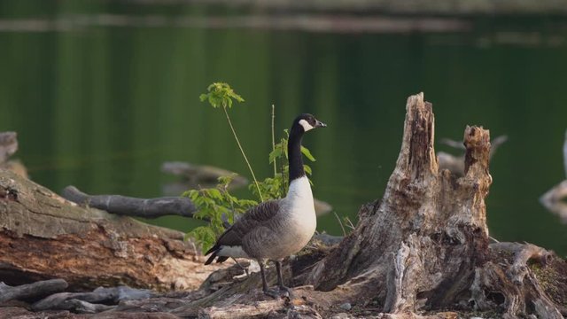 Canada goose standing near a lake in spring