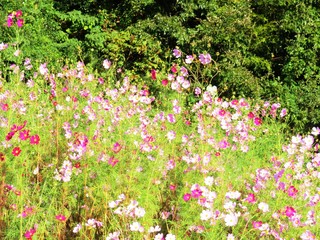 日本の田舎の風景　10月　野の花　コスモス