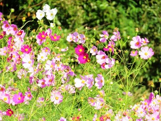 Fototapeta premium 日本の田舎の風景 10月 野の花 コスモス