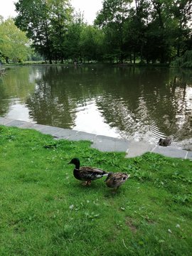 Ducks in Prague