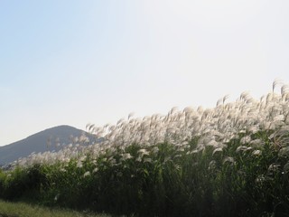 日本の田舎の風景　10月　白銀に光るすすき