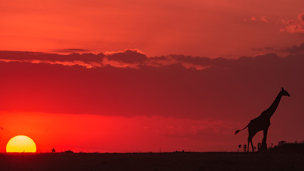 a giraffe creates a silhouette during a sun set in masai mara