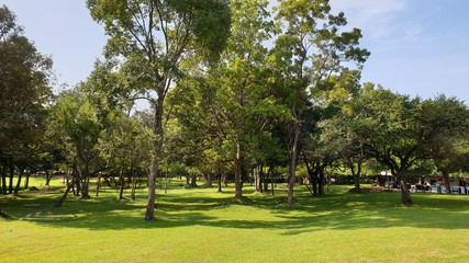 trees in the park