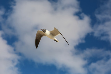 GAVIOTA EN NUBES AZUL