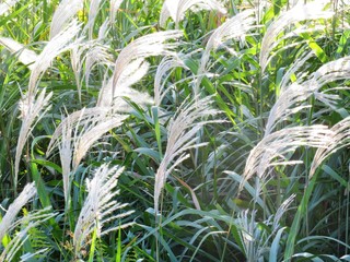 日本の田舎の風景　10月　白銀に光るすすき