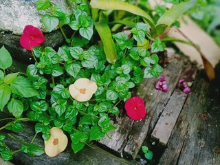 the latest flower petals have different colors