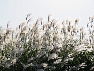 日本の田舎の風景　10月　白銀に光るすすき