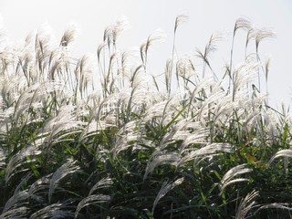 日本の田舎の風景　10月　白銀に光るすすき