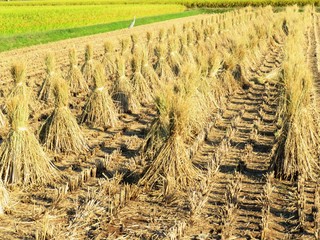 日本の田舎の風景　10月　刈り取り後の田んぼ　積み藁