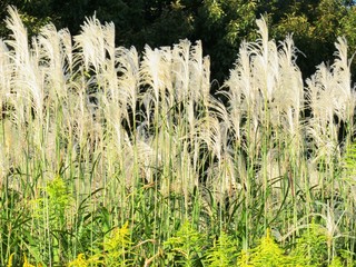 日本の田舎の風景　10月　すすき