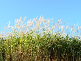 日本の田舎の風景　10月　すすきと青空