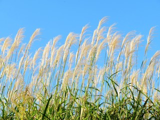 Obraz premium 日本の田舎の風景 10月 すすきと青空