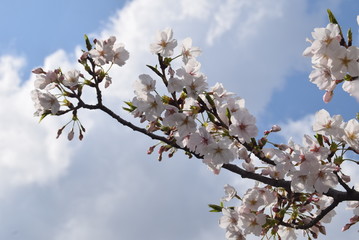 Obraz premium 桜