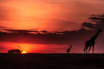 Naklejka na ściany i meble Giraffes creating a silhouette in masai mara. picture taken at sun set