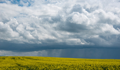 yellow rape field and storm