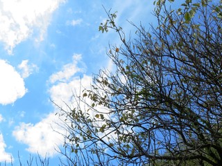 日本の田舎の風景　10月　梅の木の黄葉と青空