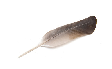 Brown bird feather, close-up, on a white isolated background. Natural top view.