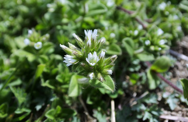 Sticky mouse ear chickweed with tiny flowers