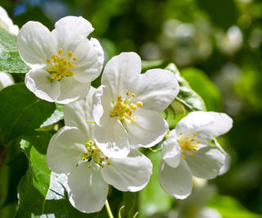 White flowers of an apple tree, green leaves of a tree. Nature spring flowering fruit trees.