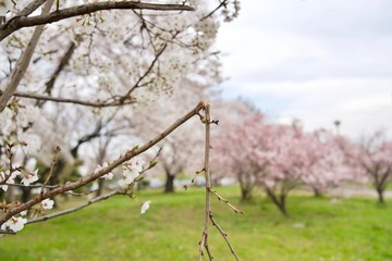 折れた桜の枝