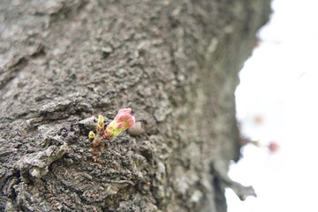幹から桜 胴咲き桜