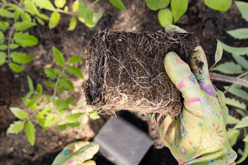 Lump of earth with roots in woman hands, transplanting plant seedling into the ground at the garden site, gardener's hands, close-up