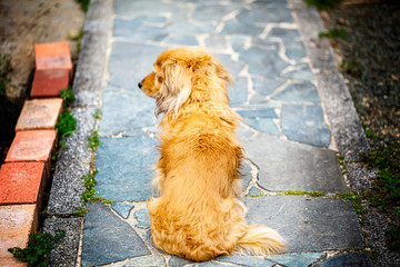 主人を待つ犬がよそ見する　忠犬　横を向く後ろ姿