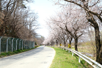 Fototapeta na wymiar 벚꽃과 도로