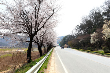 벚꽃과 도로